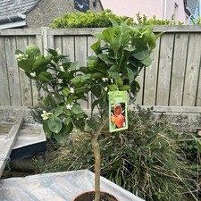 Citrus Blood Orange  - Blood Orange tree 20cm pot 70cm Grafted plants