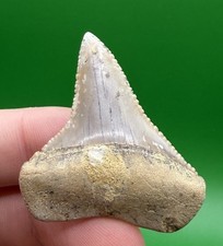 1.75” Large GREAT WHITE