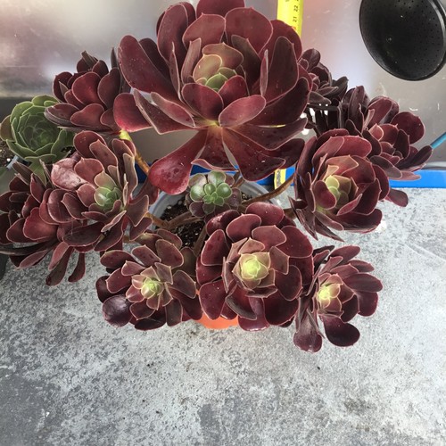 Aeonium black rose heads - rose, 14