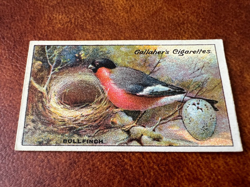 Gallaher birds nests eggs - birds,