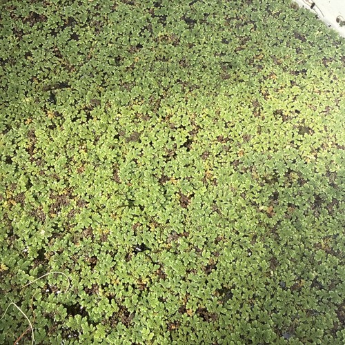 Azola caroliniana floating - azola,