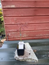 Acer palmatum dissectum