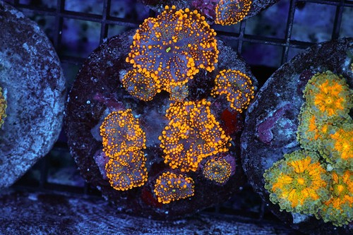 Orange ricordea mushroom - ricordea,