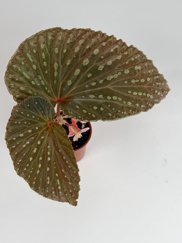Begonia congesta - begonia, x