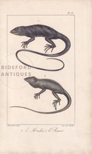 1834 GECKO & ANOLE Print - Hand-Coloured Antique Wall Art - 5.8 x 8.9 Inches
