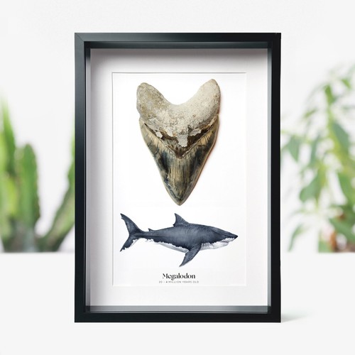 Inch megalodon shark - 4-5,
