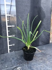 Kniphofia caulescens