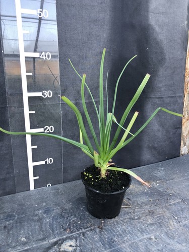 Kniphofia caulescens