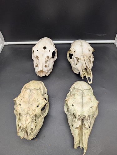British fallow doe set four - set, of