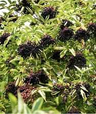 WILD ELDER - [SAMBUCUS NIGRA] -  BARE ROOT PLANT - ELDERBERRY - ELDERFLOWER 15cm