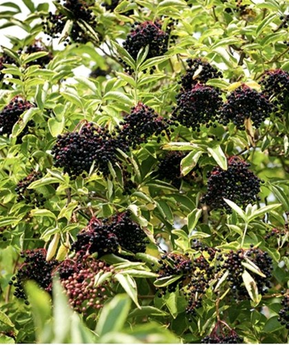 Wild elder sambucus - [sambucus, nigra]