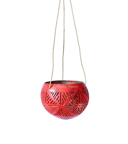 Coconut hanging planter - coconut,