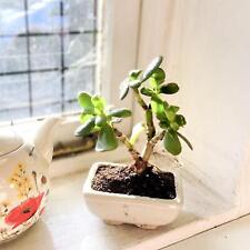 Traditional Forest Bonsai Tree @ Pot Chinese Elm Ginseng Outdoor Garden Plant