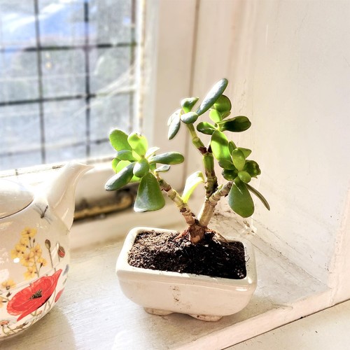 Traditional forest bonsai tree - traditional,
