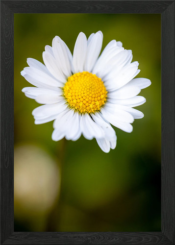Beautiful flower closeup