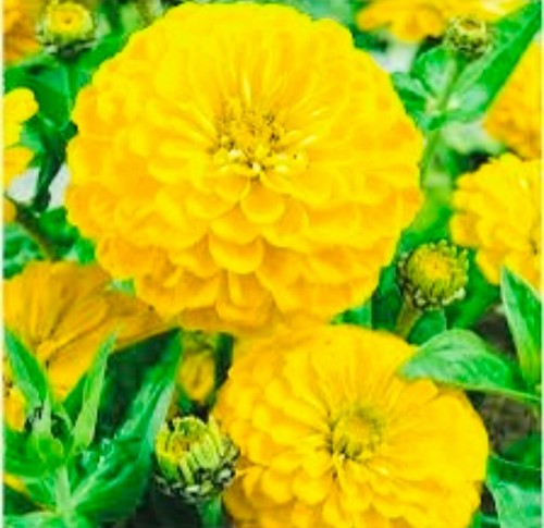 Zinnia canary bird - 50, x