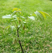 Walnut Tree 45cms