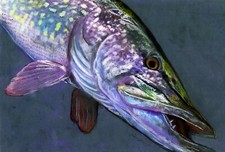 Pike Fishing Art Print