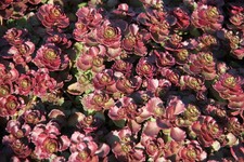 5x Sedum spurium 'Purple