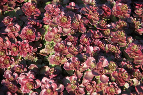 Sedum spurium purple - 4x, 'purple