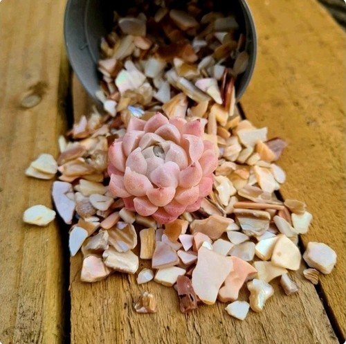 Crushed mother pearl - pearl, |