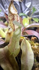 Nepenthes Rafflesiana (JB x