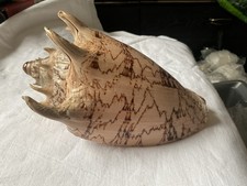 Large giant imperiae - imperiae, conch