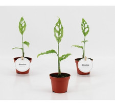 Monstera Obliqua Peru Rare 6cm