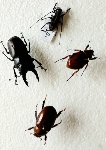 Fruit longhorn stag beetle - longhorn/stag,