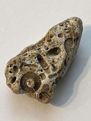 Crinoid screw fossil 300 - fossil,