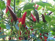 Extremely RARE & Hot Devil's