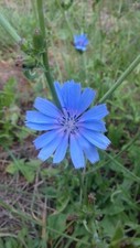 Wild Flower - Chicory - Cichorium intybus - 1500 Seeds