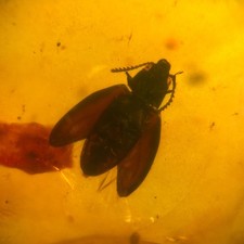 Burmese amber fossil winged - burmese, fossil: