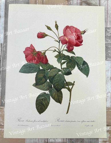 Pink red rose - pink, rosa