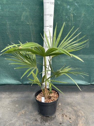 Trachycarpus princeps new - princeps, ‘new