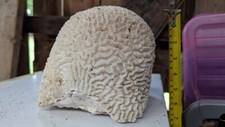 Brain coral - , (vintage)