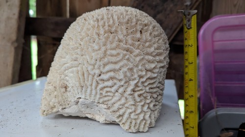 Brain coral - , (vintage)