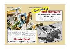 Brooke Bond Advert. 'Adobe Photo Shop' reproduction of: 'Bird Portraits'.