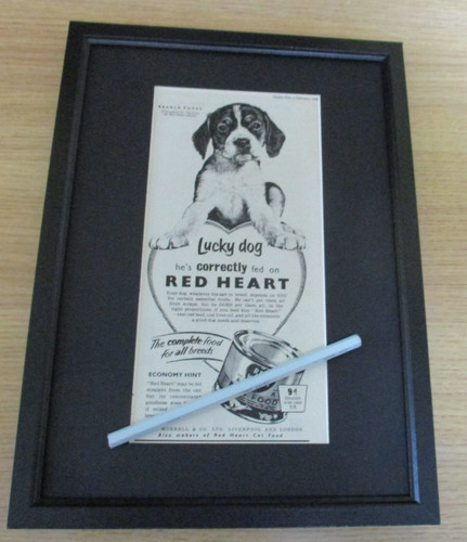 Beagle puppy red heart dog - beagle,