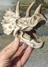 Dinosaur Skull Triceratops