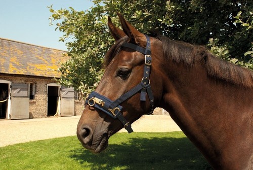 Lunging cavesson training - lunging,