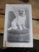 JOHN BULL BULLDOG Postcard Posted No Stamp c1905 FA Bourne Eastbourne Publisher