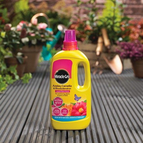 Miracle gro azalea camellia - camellia, &