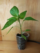 Large Thai Chilli Plant 10 to