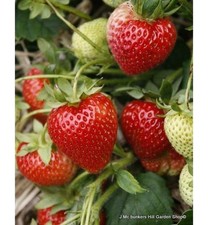 Strawberry 'Malwina' - 10 bare root plants FREE NATIONWIDE DELIVERY