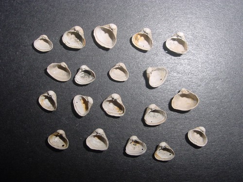 Bartonian eocene - 19,