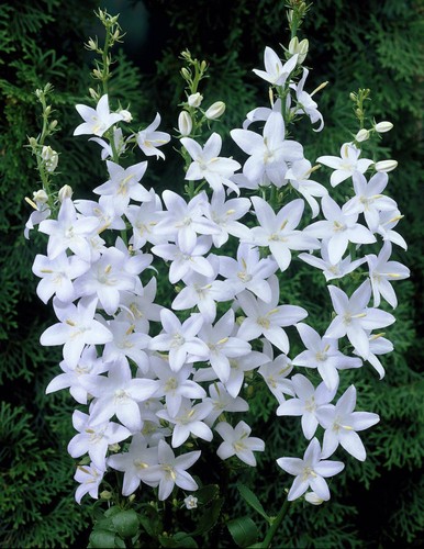 Campanula pyramidalis - pyramidalis,