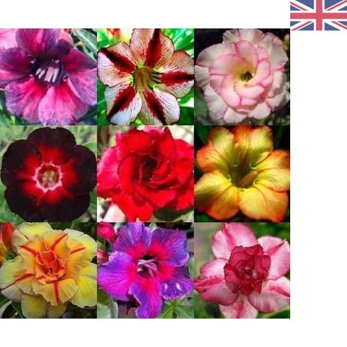 Natural adenium obesum seeds - natural,