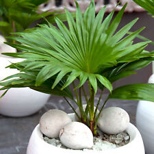 Indoor Houseplant - Livistona