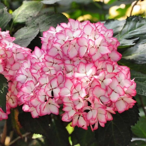 Hydrangea mirai garden - mirai,,